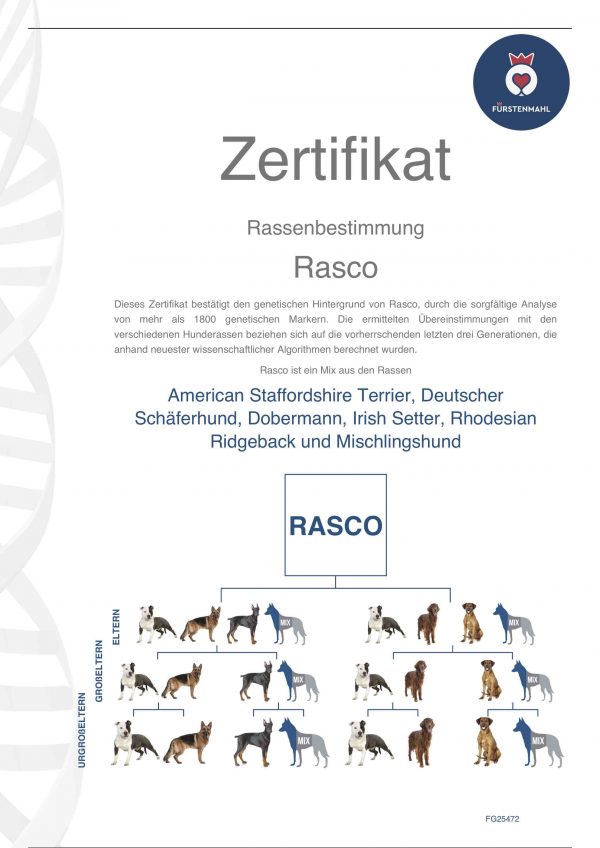 Hunderasse DNA Test – Bild 2